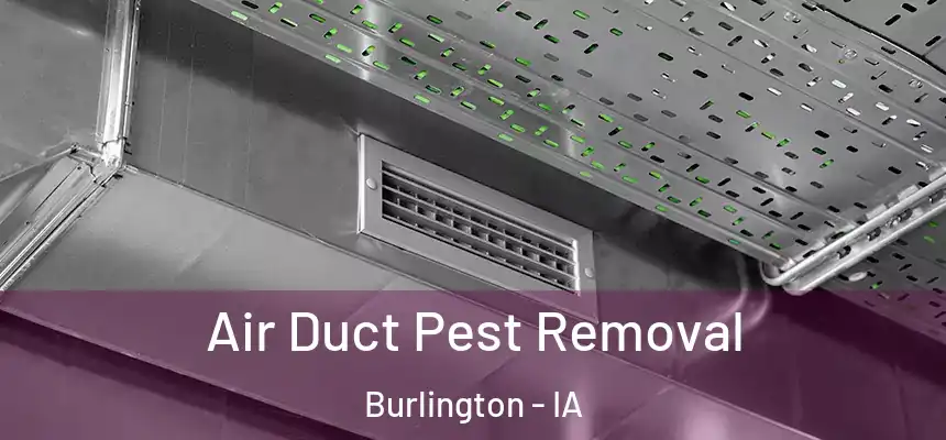 Air Duct Pest Removal Burlington - IA