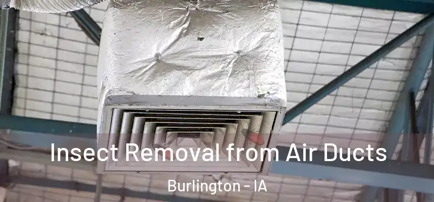Insect Removal from Air Ducts Burlington - IA